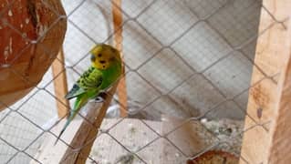 3 pair Budgie parrots