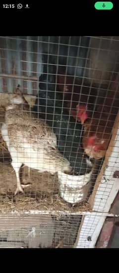 Egg laying hens