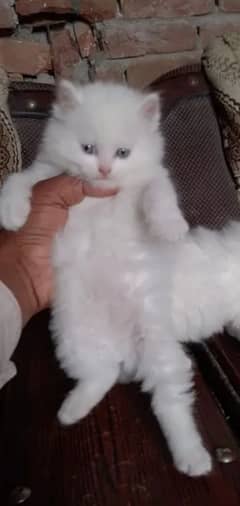 Persian kittens triple coat pair for sale contact whatsap03046501951