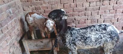 Desi bakri for sale