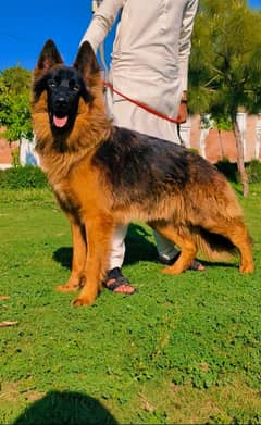 German shepherd long coat male for sale