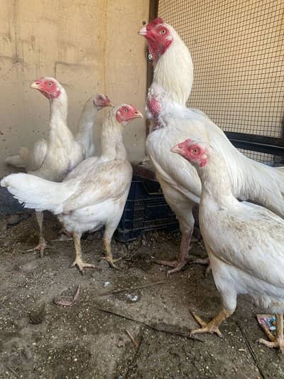 Expensive pure herra eggs available in cheap price of 1100