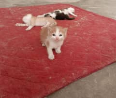 4 PERSIAN KITTENS