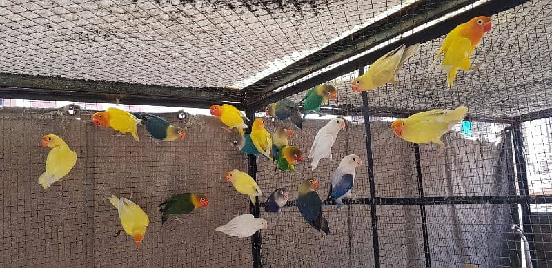 LoveBirds & Silver Java 0