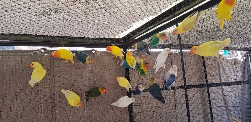 LoveBirds & Silver Java 1