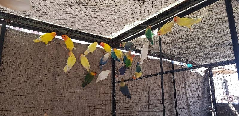 LoveBirds & Silver Java 2