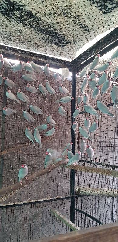 LoveBirds & Silver Java 3