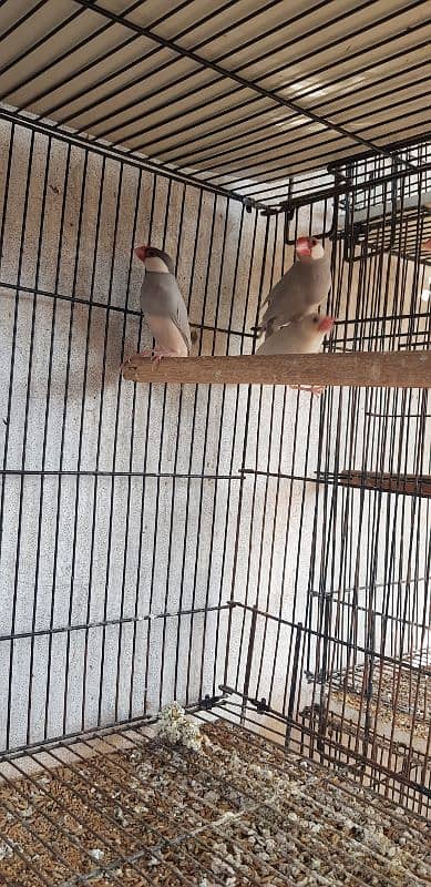 LoveBirds & Silver Java 4