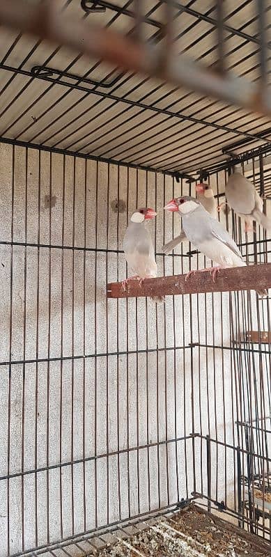 LoveBirds & Silver Java 5