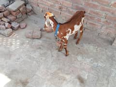 Bakri / Goat for sale