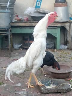 Hera white Sindhi Lakha or Thai or shamo cross ka chick for sale ha