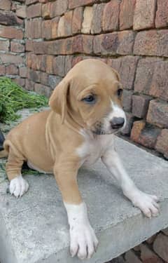 bully female puppy