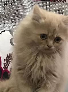 Persian cat for sale