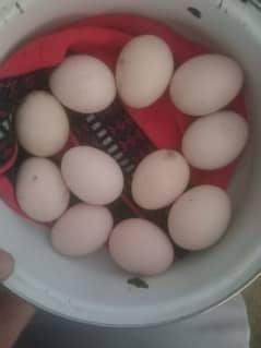 hera eggs pi anda 350