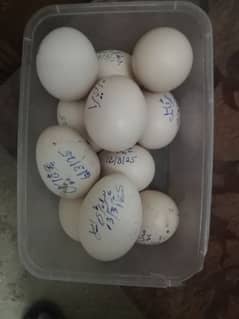 Heera aseel eggs available.