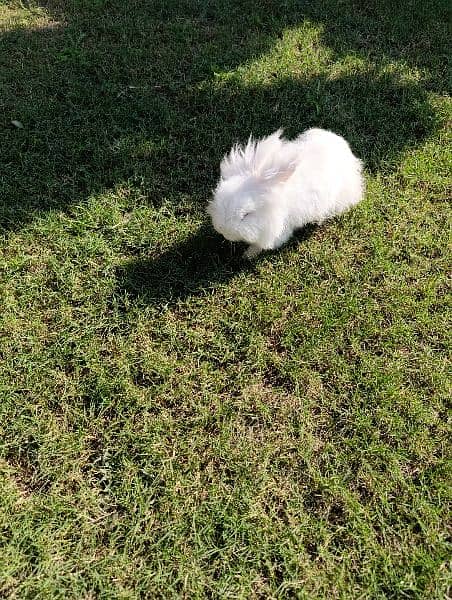 Lionhead bunny with feed 1