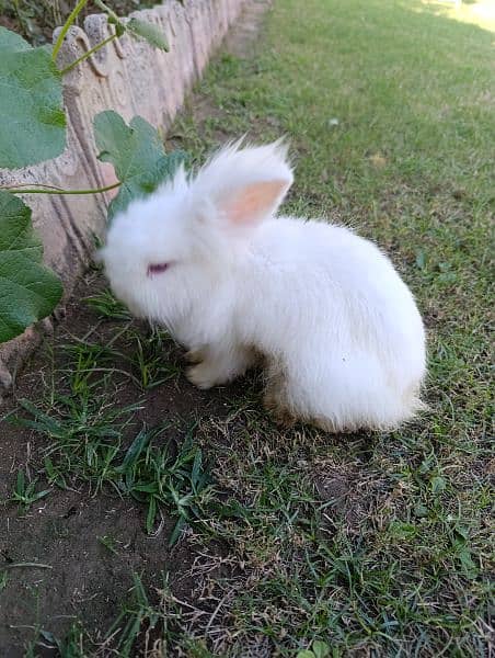 Lionhead bunny with feed 2