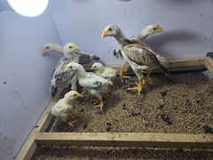 pure O Shamo chicks healthy active