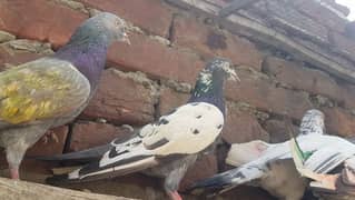 Rampuri Goldan kamagar pigeons for sale.