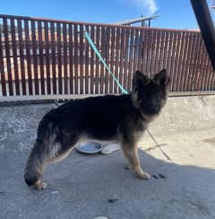 long coat Pure bred Male German Shepherd