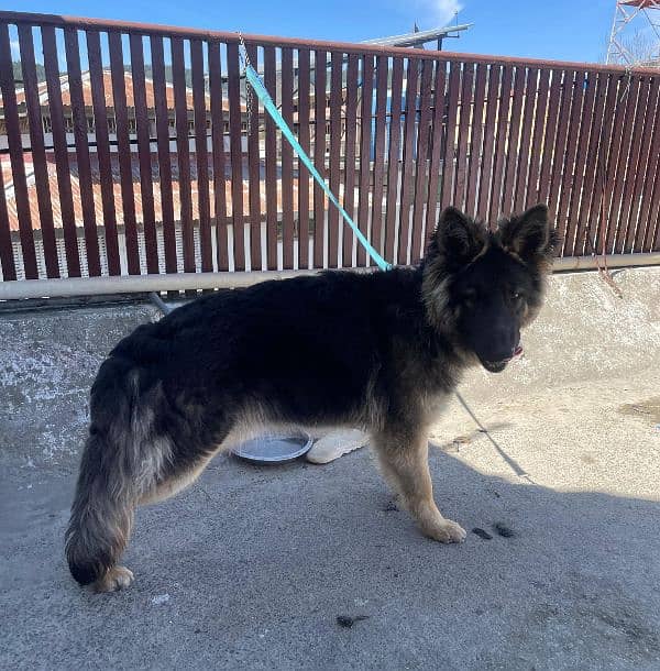 long coat Pure bred Male German Shepherd 1