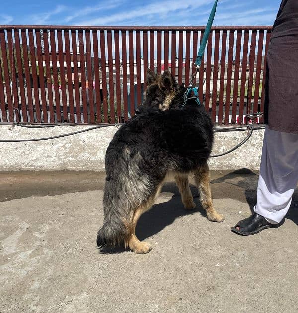long coat Pure bred Male German Shepherd 4