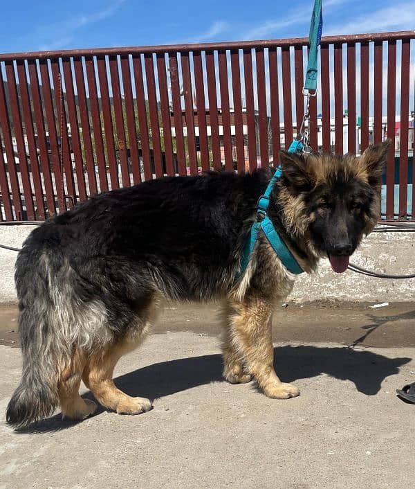 long coat Pure bred Male German Shepherd 5