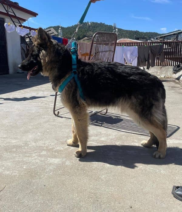 long coat Pure bred Male German Shepherd 7