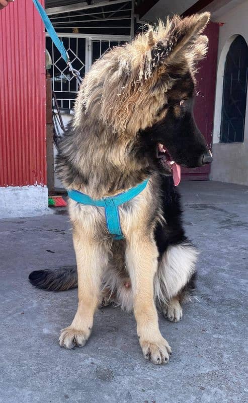 long coat Pure bred Male German Shepherd 9