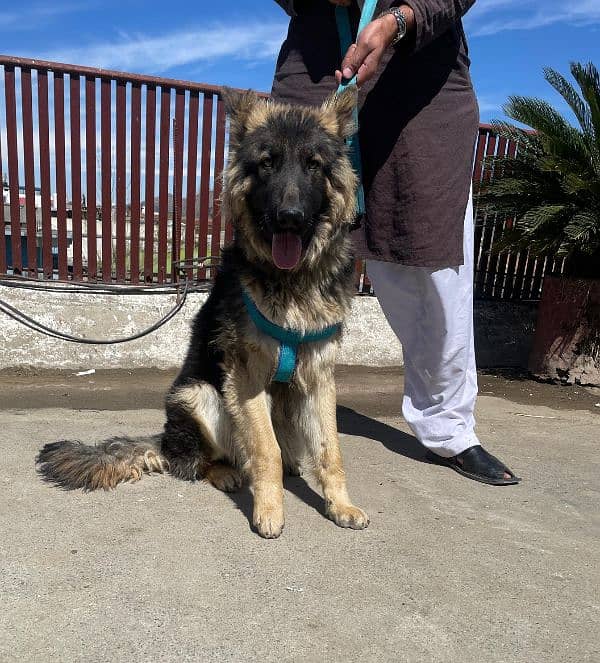 long coat Pure bred Male German Shepherd 11