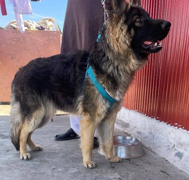 long coat Pure bred Male German Shepherd 13