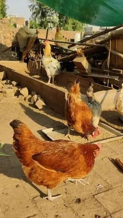 Egg laying Hen for sale