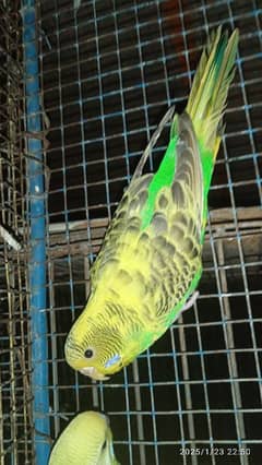 budgies parrot