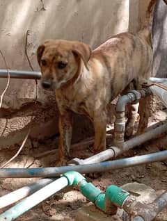 brindle x Pitbull shepherd.