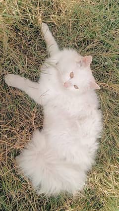 White Persian Tripple Layer Male Cat