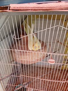 Mix birds and cages for sale