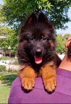 German shepherd Male urgent for sale