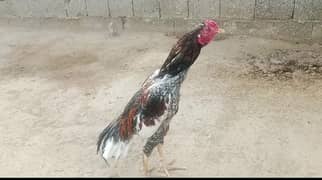 Sindhi Miawali cross Aseel patha age 11 months for sale