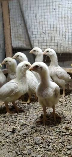 white Shamo Chicks/Shamo/White chicks/Black Shamo/White AseelShamo