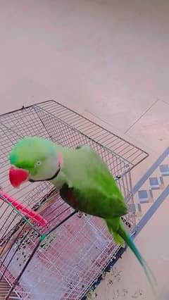 Speaking parrot