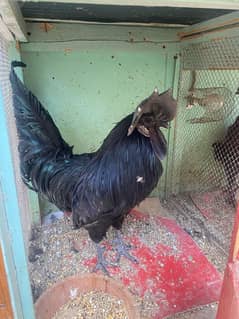 Ayam cemani grey tongue