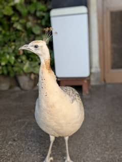 pair of peacock for sale