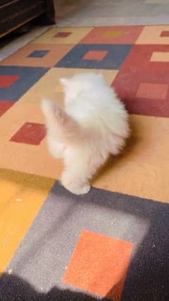 persian kitten/cat for sale