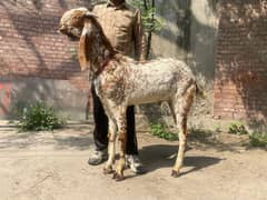 Qurbani 2025 hight 36 and lanth 35  2danth rs final ha