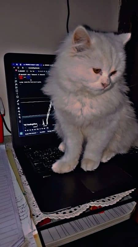 Triple coat mother Persian cat for sale 0