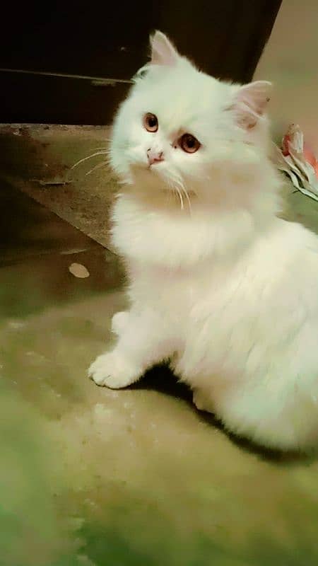Triple coat mother Persian cat for sale 1