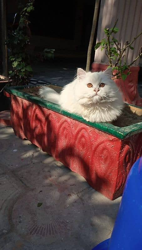 Triple coat mother Persian cat for sale 2