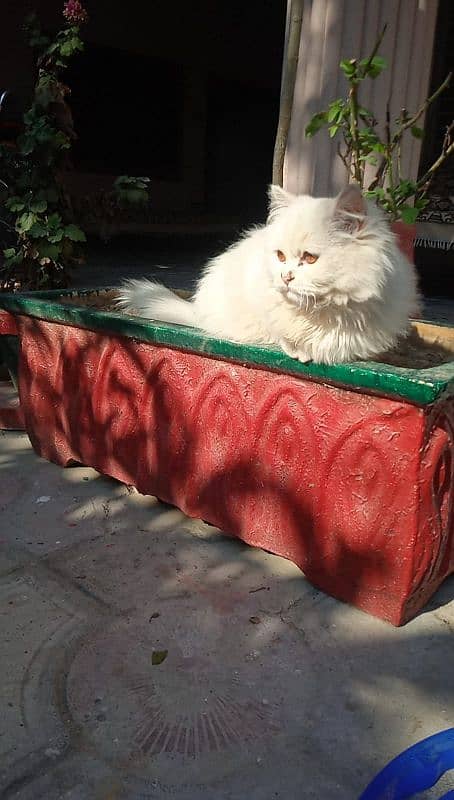 Triple coat mother Persian cat for sale 3