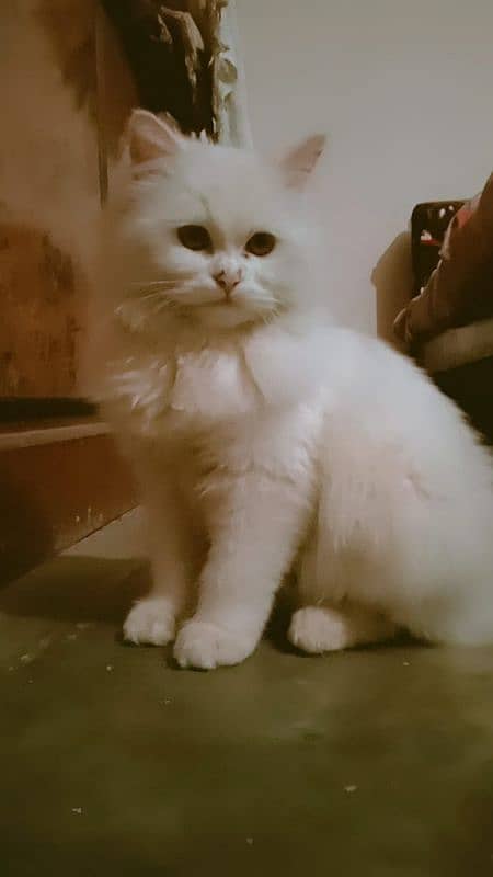 Triple coat mother Persian cat for sale 4