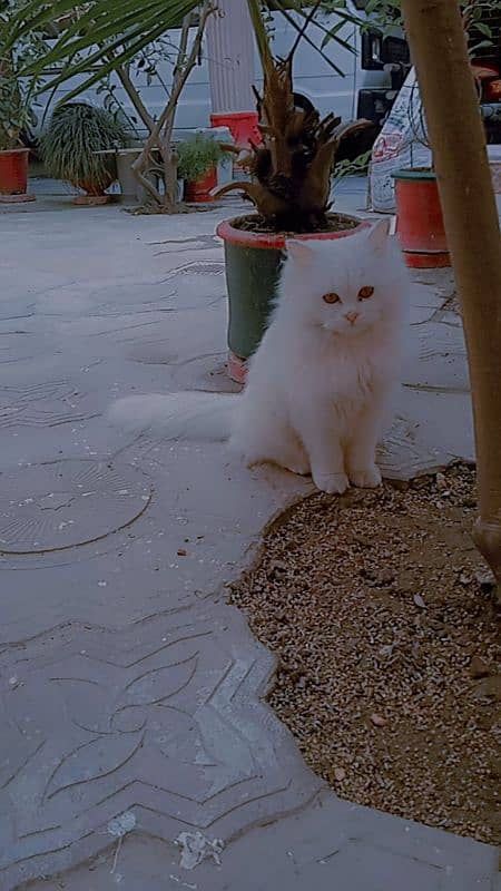 Triple coat mother Persian cat for sale 5